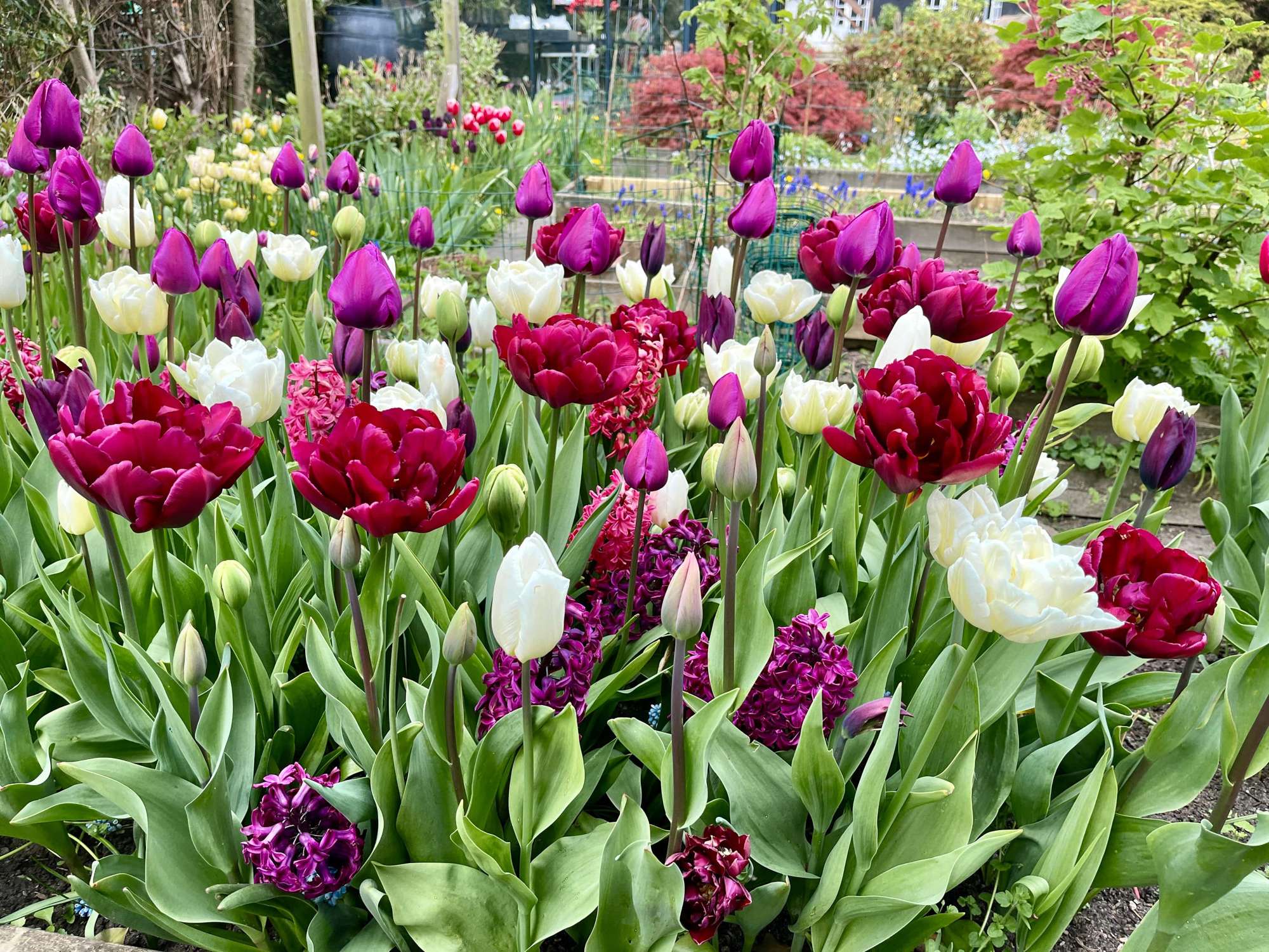 'Svaneke By Night' exklusiv lökmix